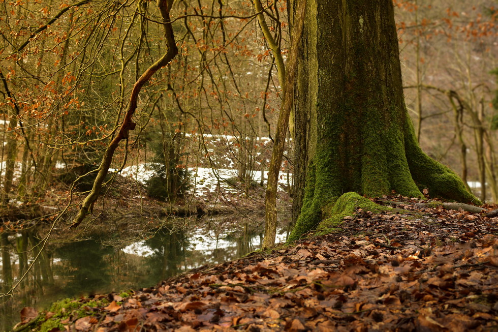 im wilden Tal der Mulde