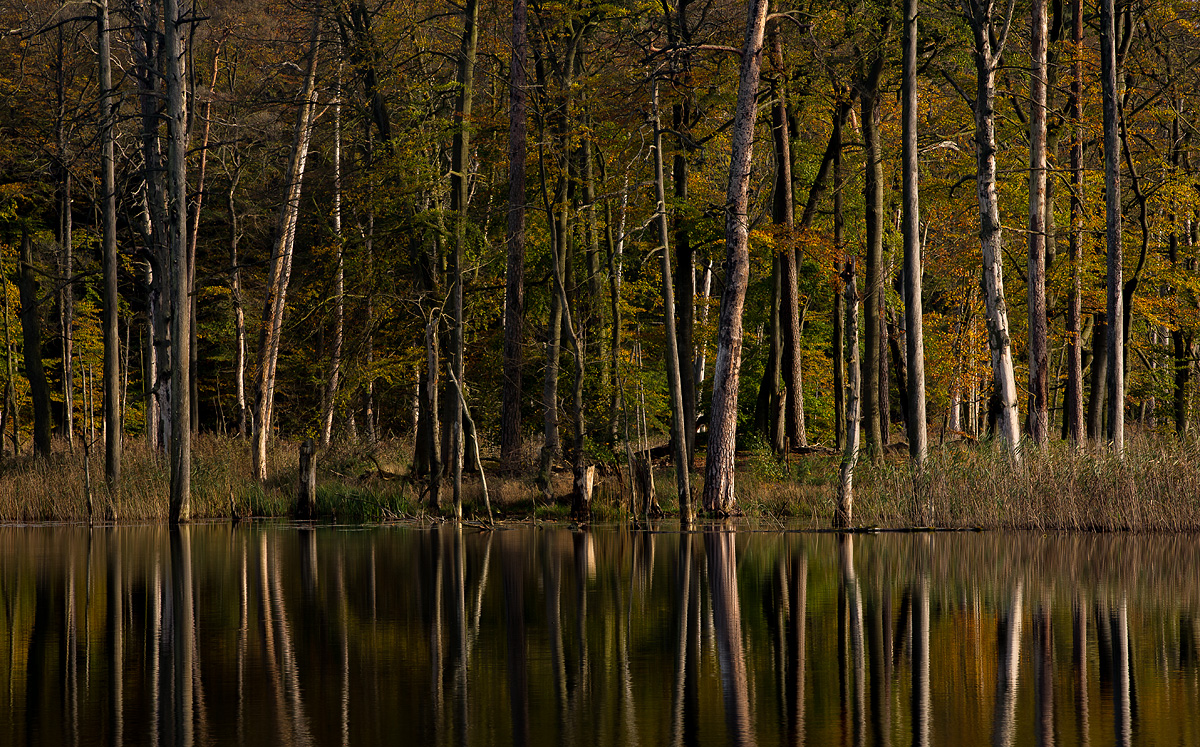 Serrahner Wald