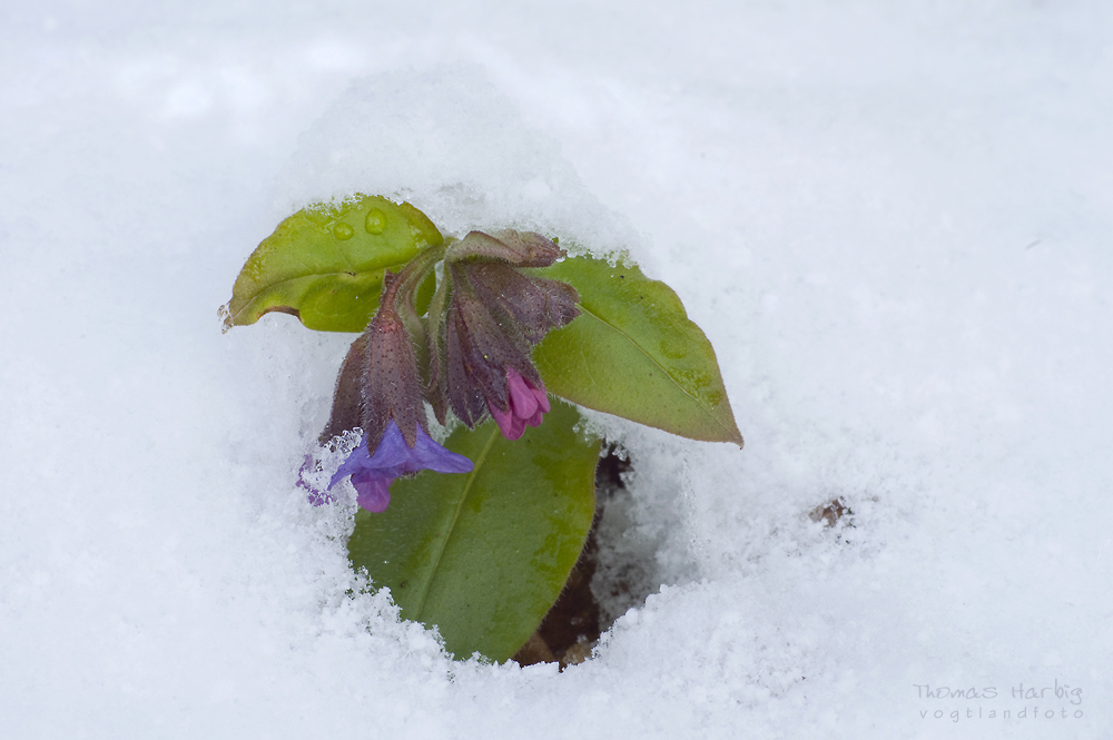 Schneeschauer