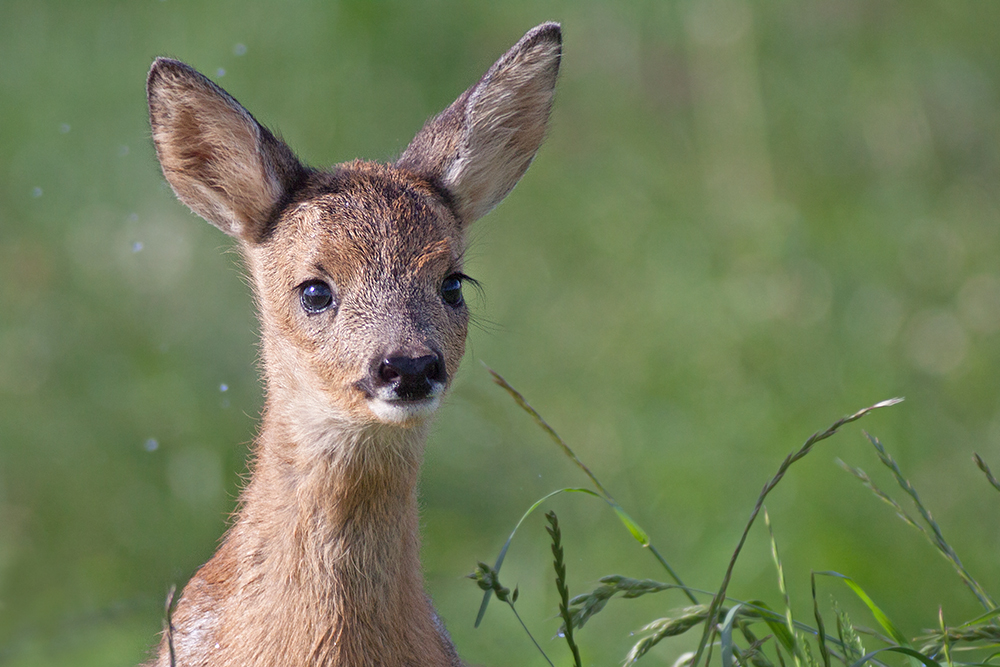 dieser Blick