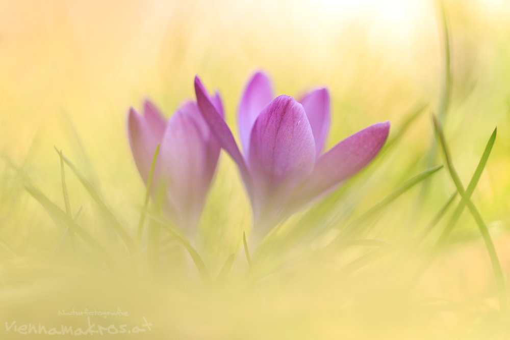 Crocus