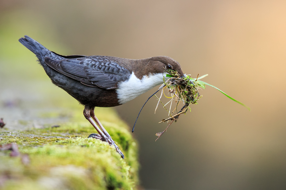 Wasseramsel Fortsetzung