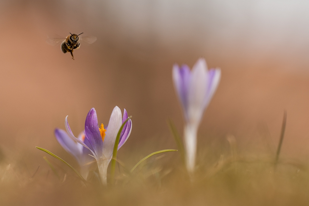 Frühling