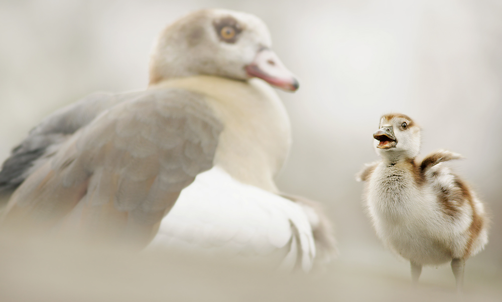 Nilgans (Alopochen aegyptiacus)