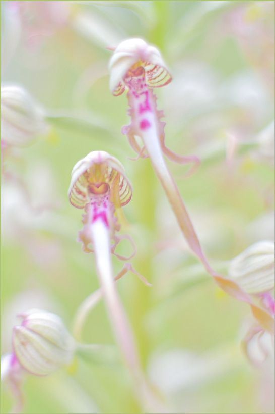 - Orchideen-Aquarell -