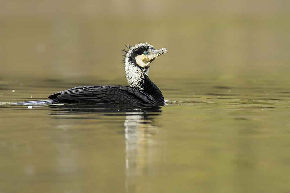 Kormoran