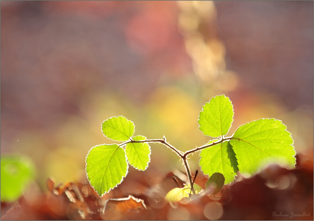 Frühling im Herbst