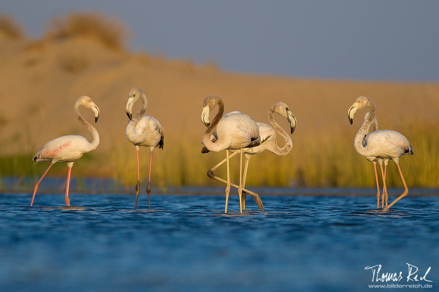 Flamingos in einer Brackwasser-Lagune