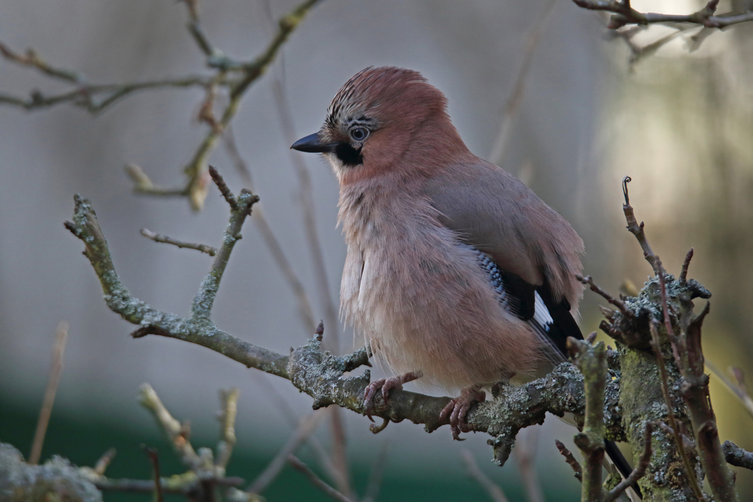 Komischer Vogel