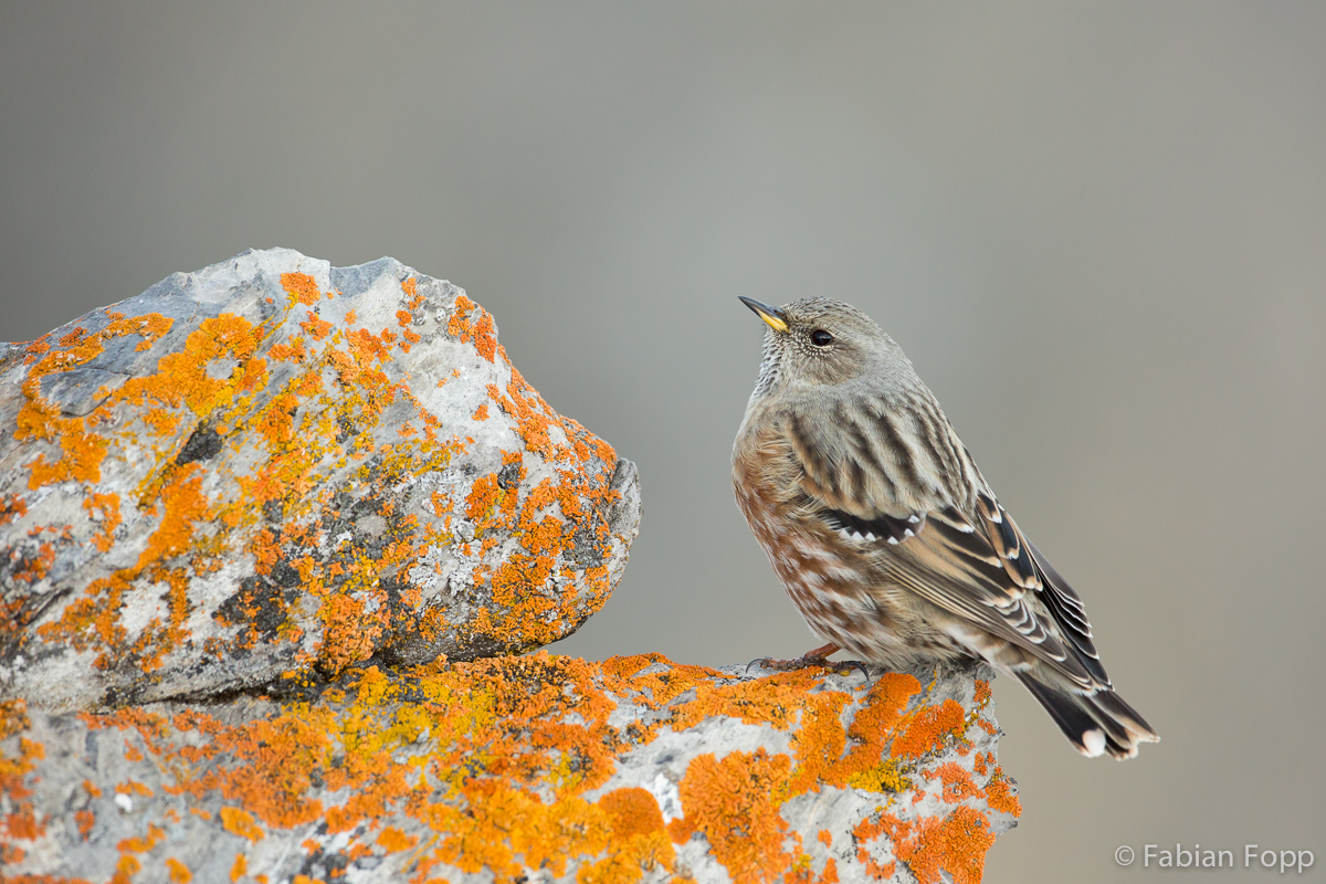 Alpenbraunelle (Prunella collaris)