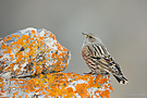 Alpenbraunelle (Prunella collaris)