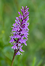 Orchidee