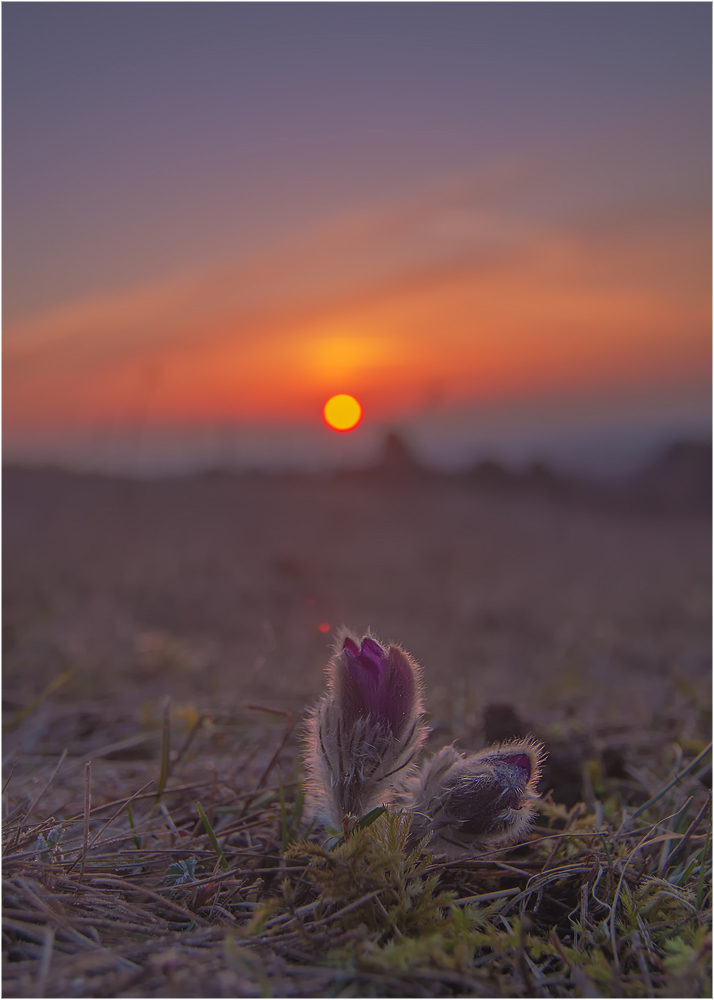 Morgen`s auf der Heide