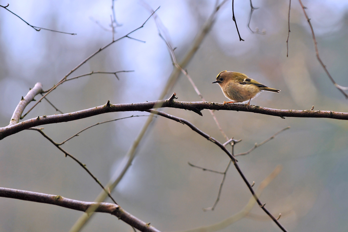 Wintergoldhähnchen ( Regulus regulus )