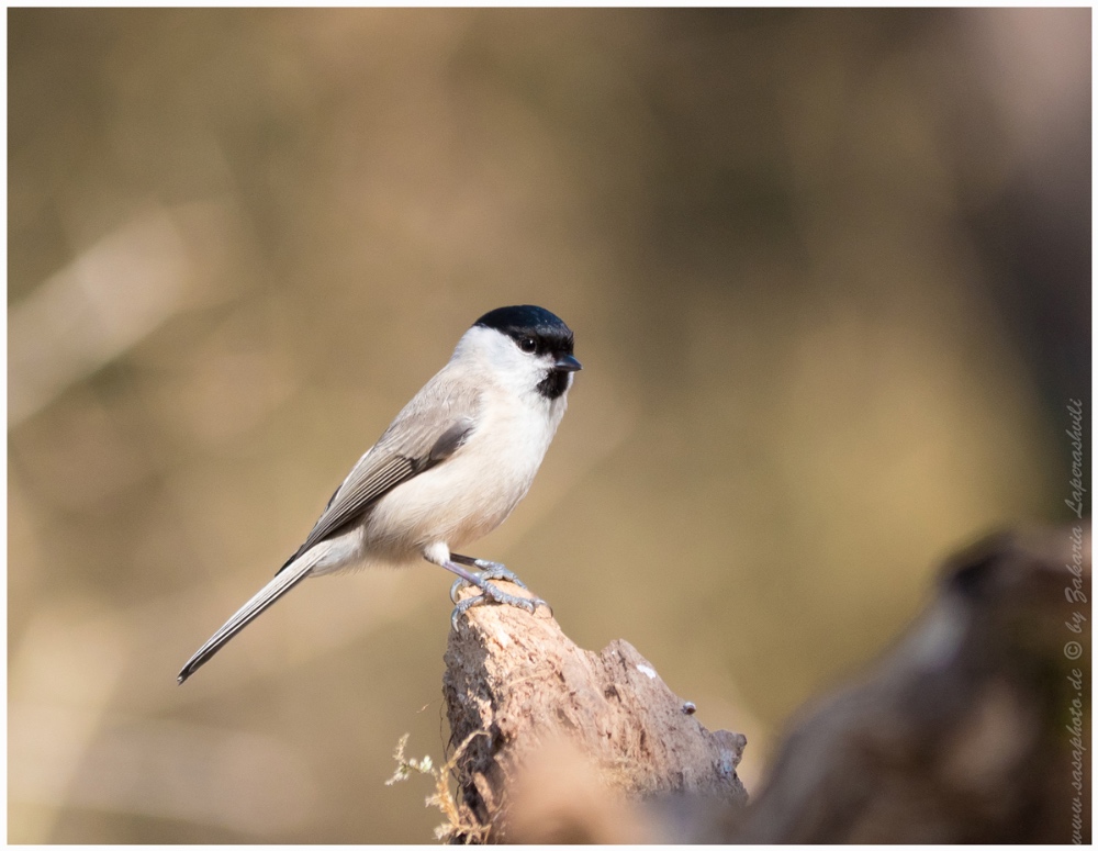 Die Sumpfmeise oder Nonnenmeise (Poecile palustris, Syn. Parus palustris)