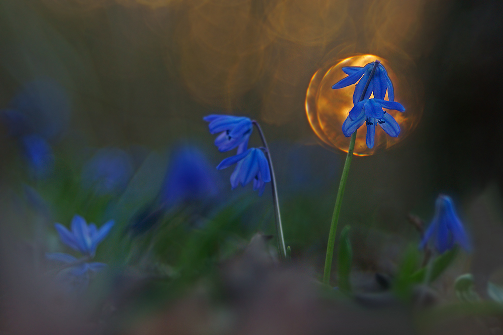 blaue Sternchen