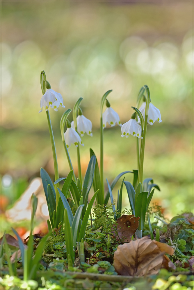 Frühlingszauber