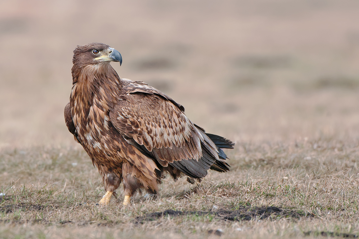 Seeadler