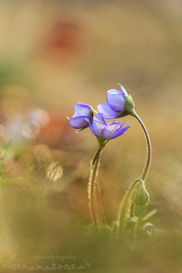 Leberblümchen