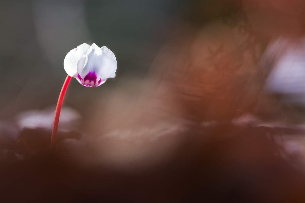 Das Frühlingsalpenveilchen (Cyclamen coum)