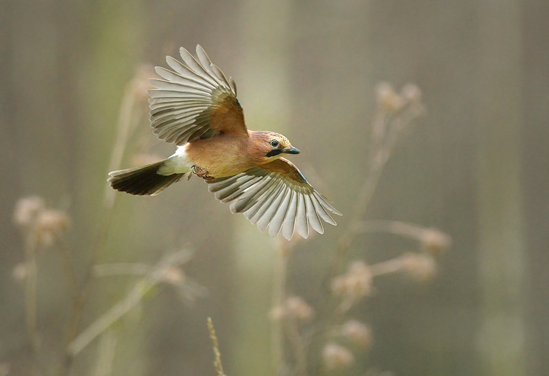 Überflieger