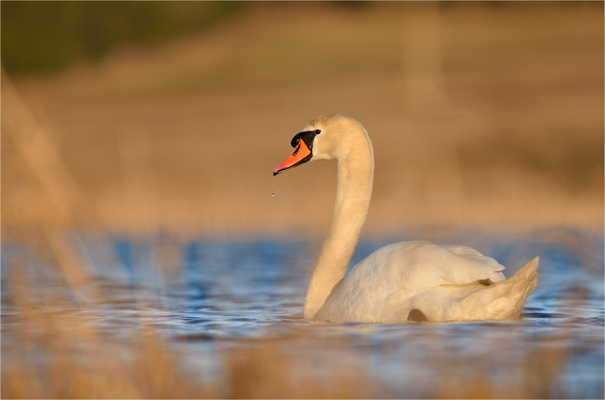 Höckerschwan im Abendlicht