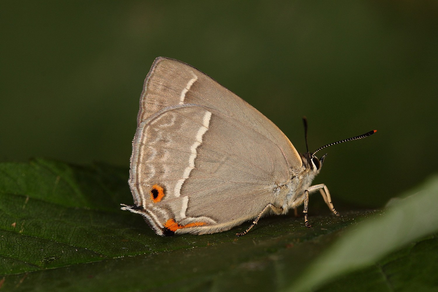 Blauer Eichenzipfelfalter (Favonius quercus)