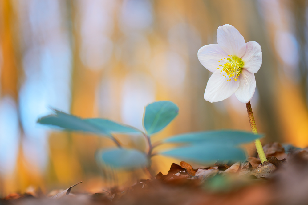 ~ endlich Frühling ~