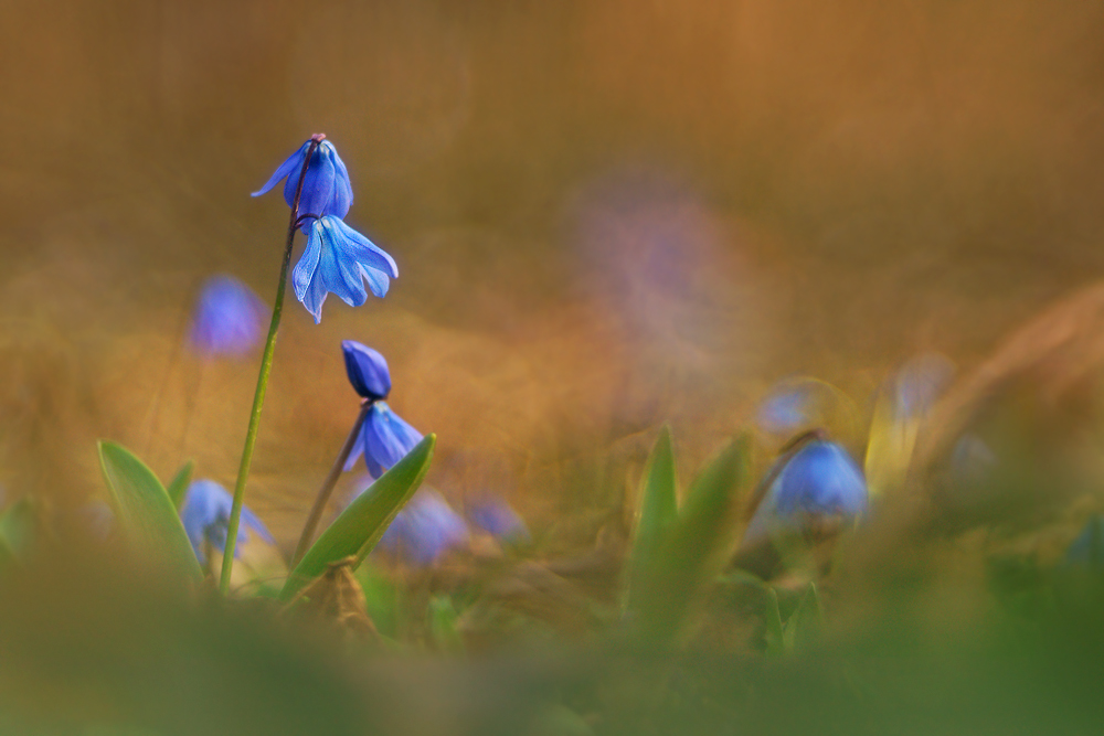 Blausternchen-Gemeinschaft