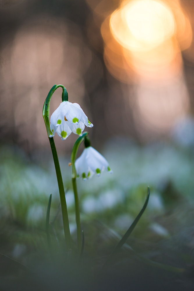 -Frühlingsabend-