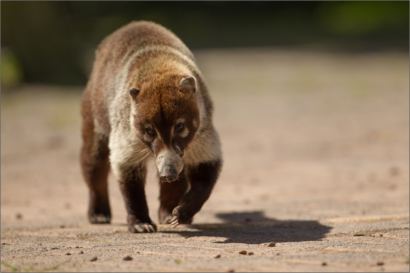 Südamerikanischer Nasenbär