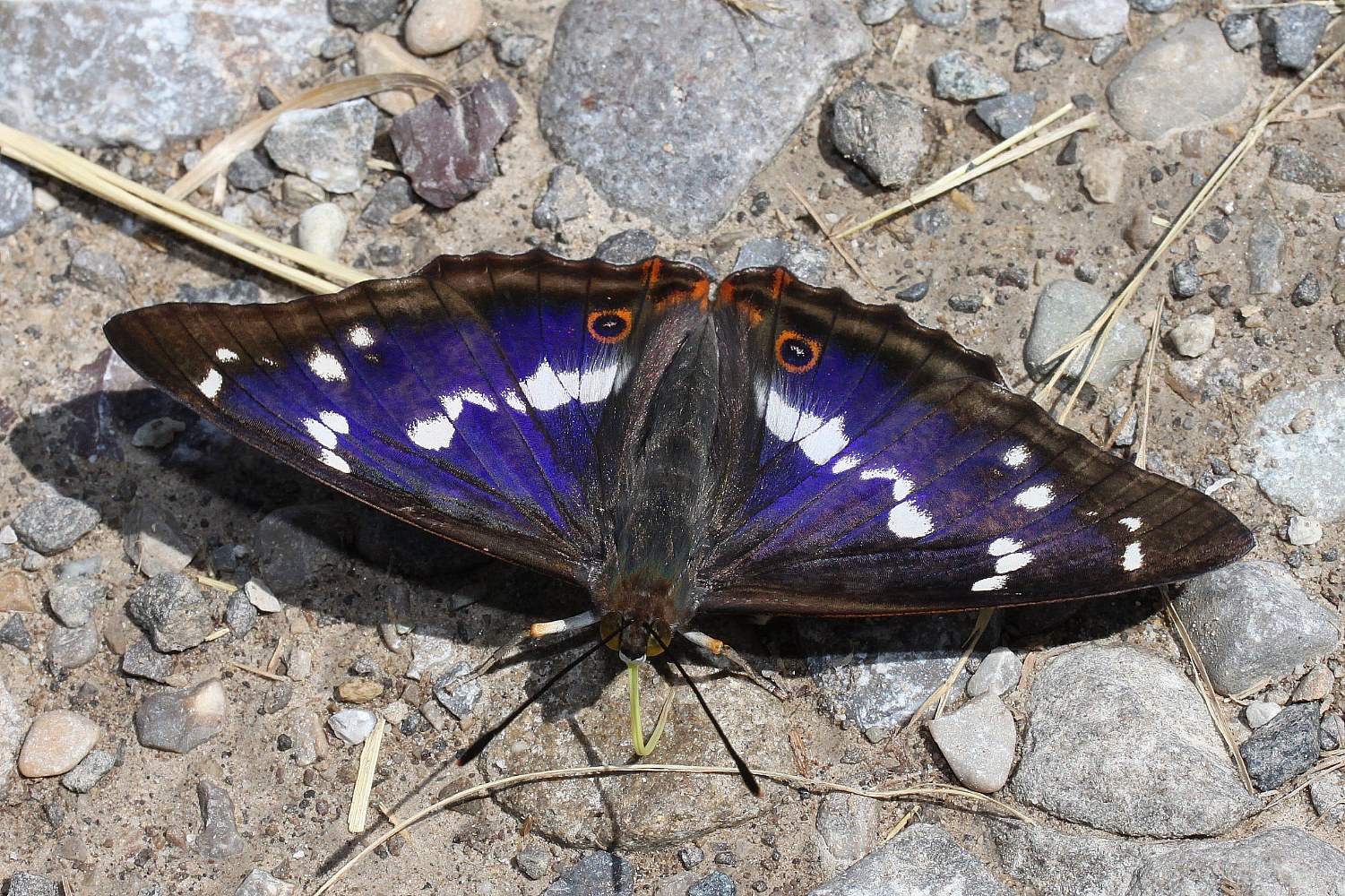 Großer Schillerfalter (Apatura iris)