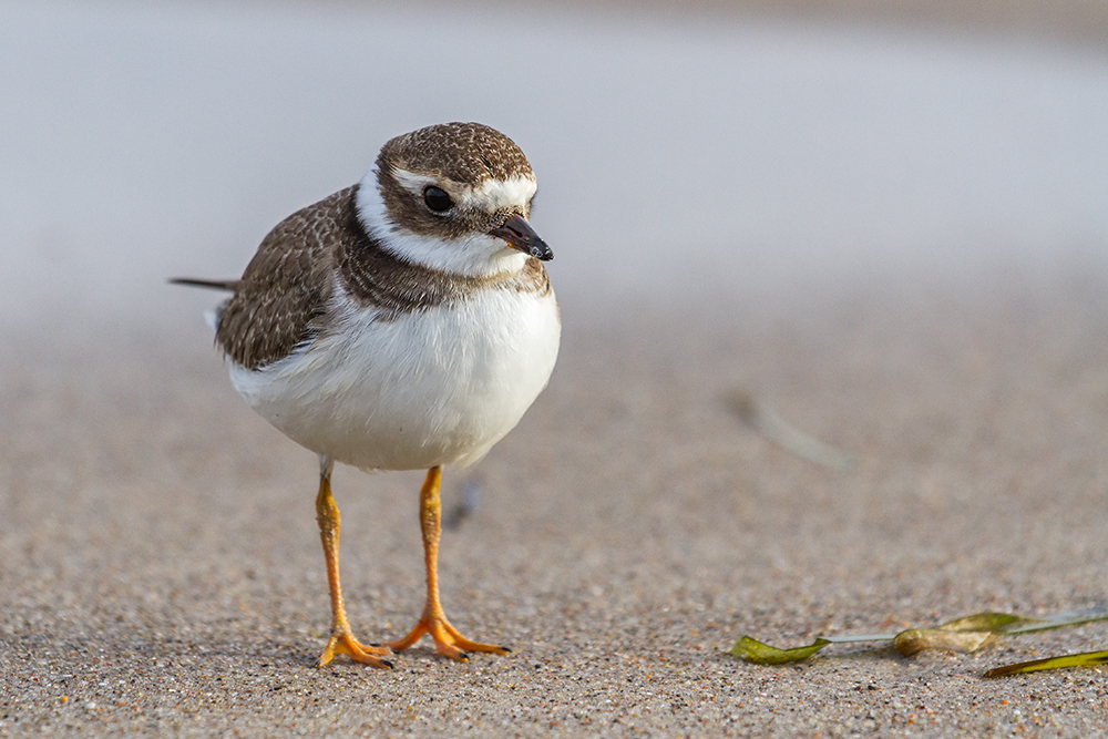 Sandregenpfeifer (Charadrius hiaticula)