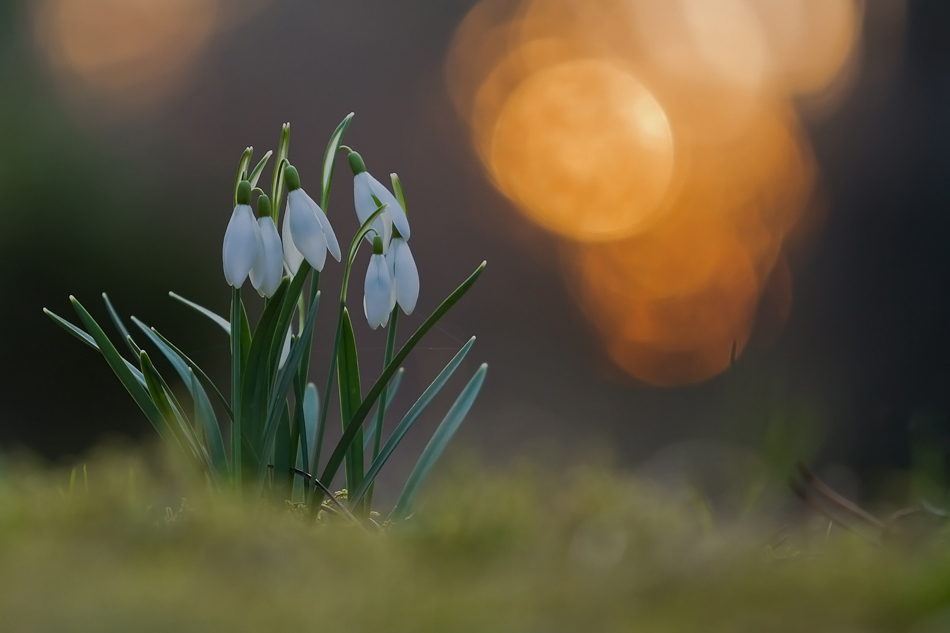 Glöckchen bei Sonnenuntergang