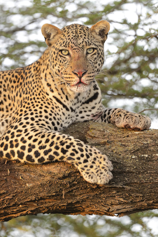 Leopard bei Sonnenaufgang