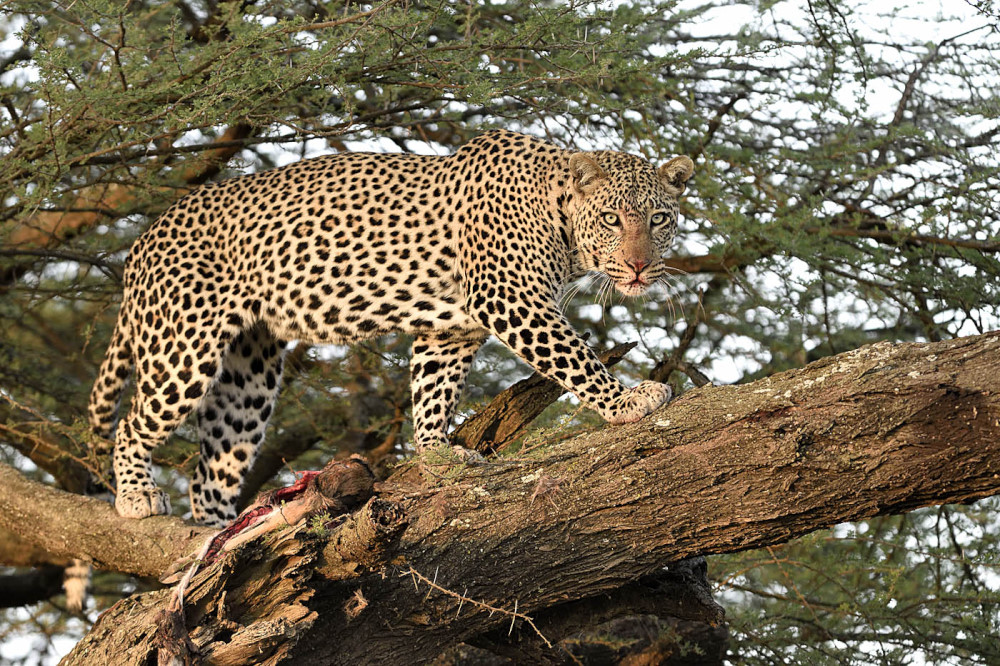 Leopard fixiert eine Löwin im Anmarsch