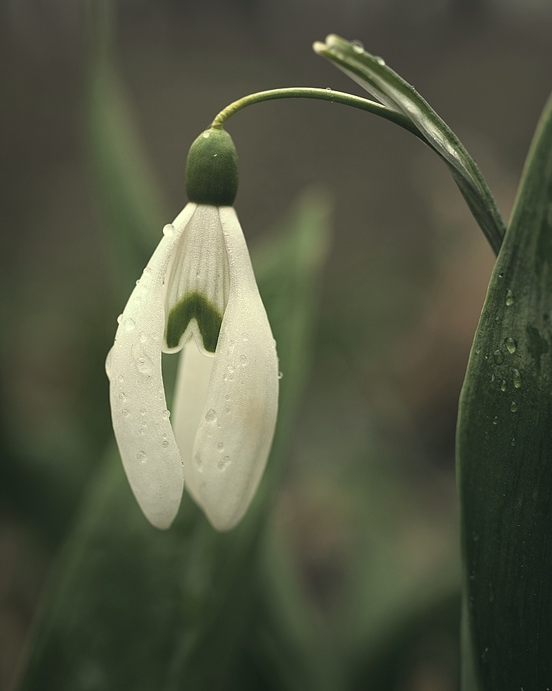 Schneeglöckchen im Regen