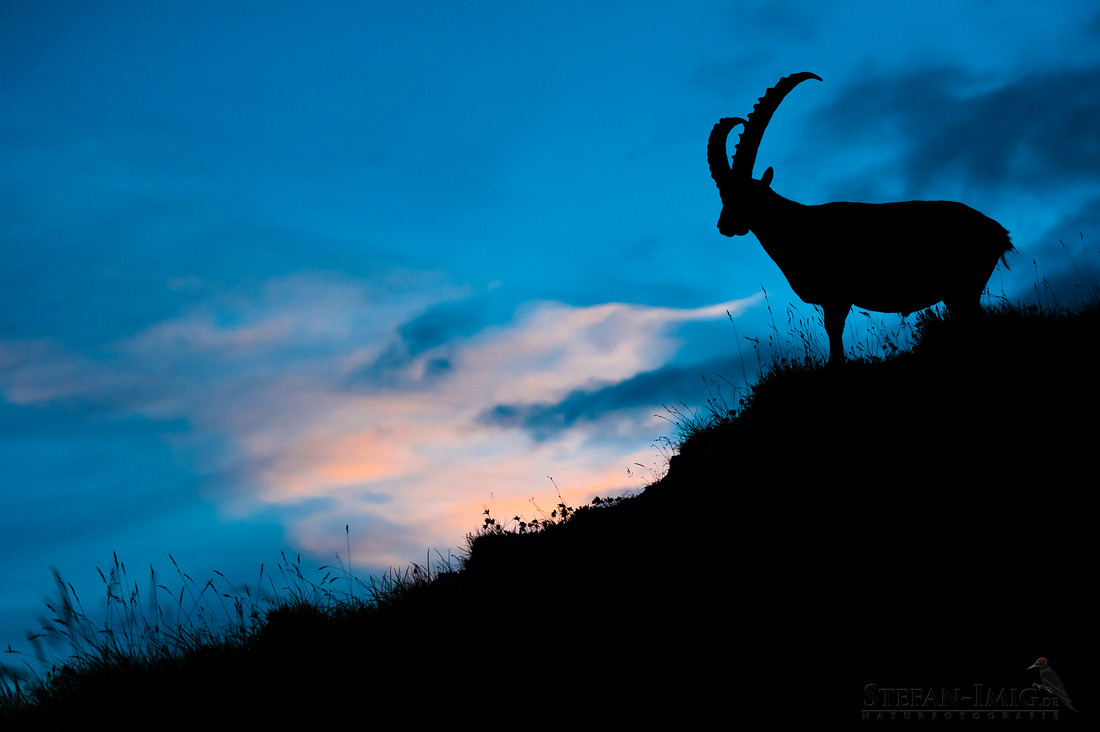 Alpensteinbock