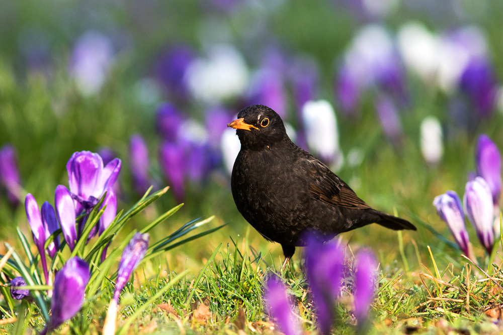 Amsel in der Frühlingswiese