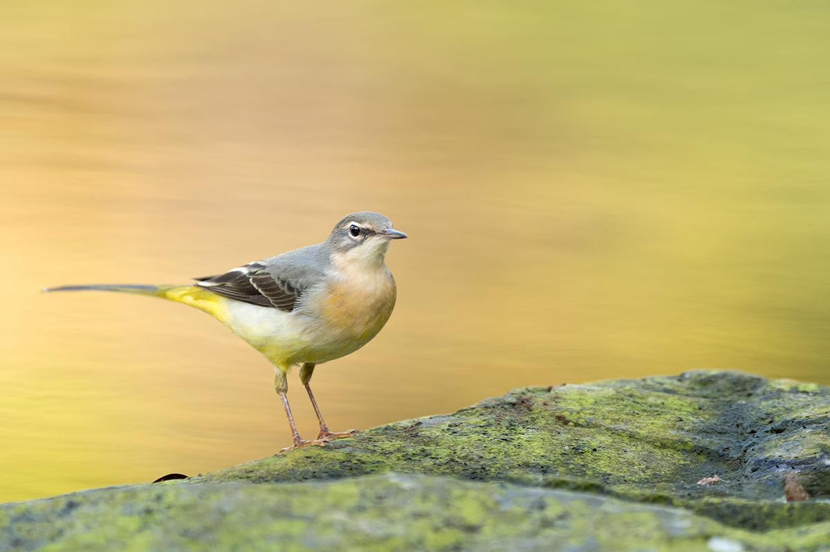 Gebirgsstelze am goldenen Fluss