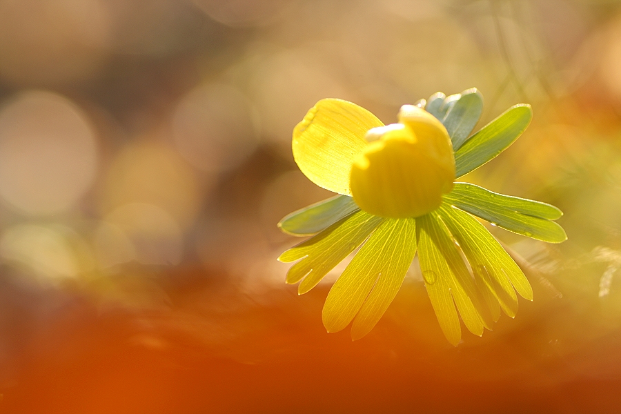 Ein Lichtling