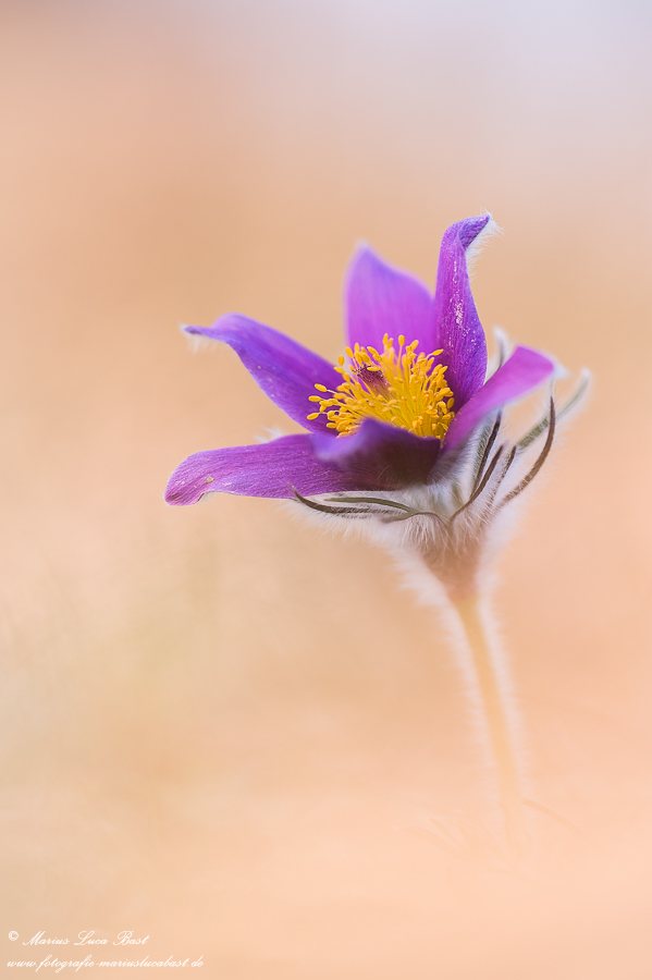Küchenschellen (Pulsatilla)