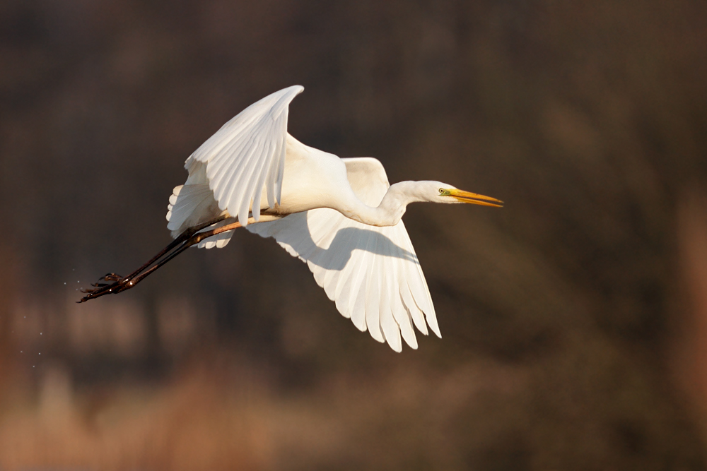 Silberreiher im Flug