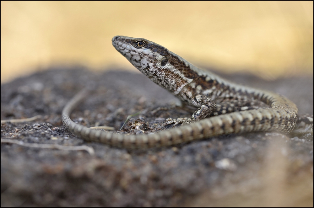 Podarcis muralis