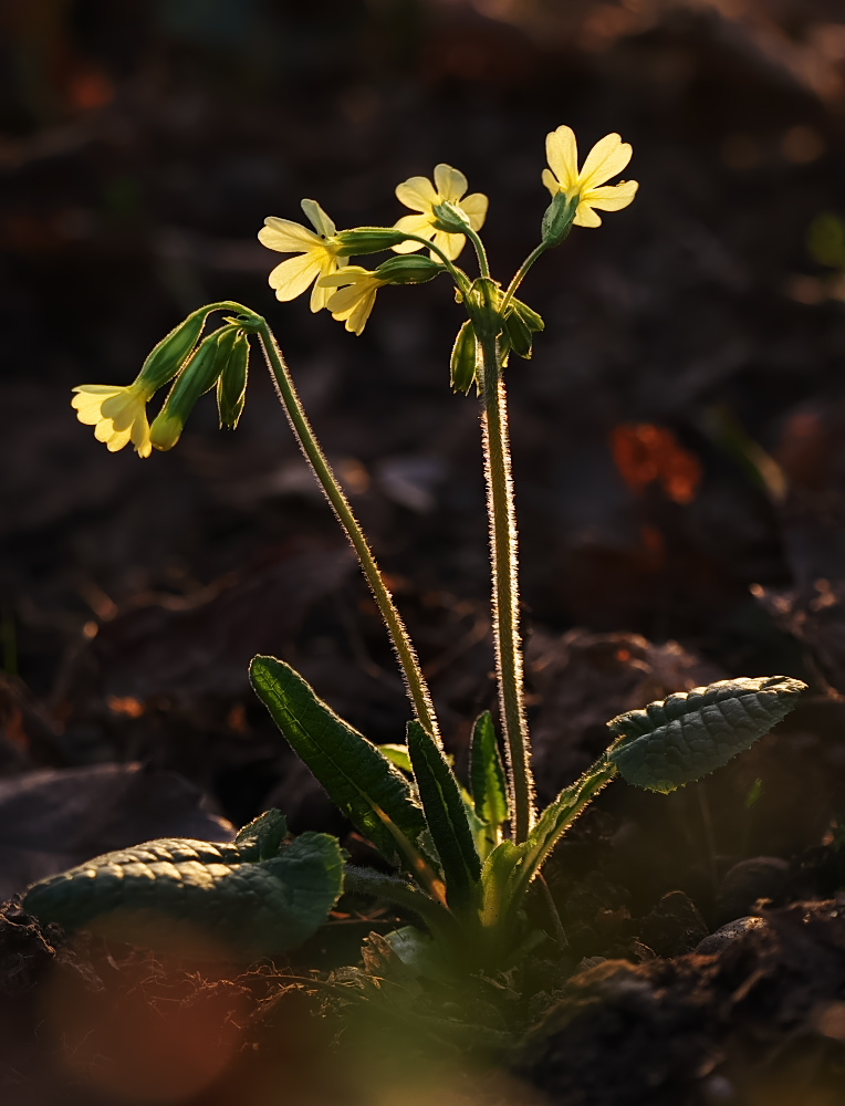 Schlüsselblume 2