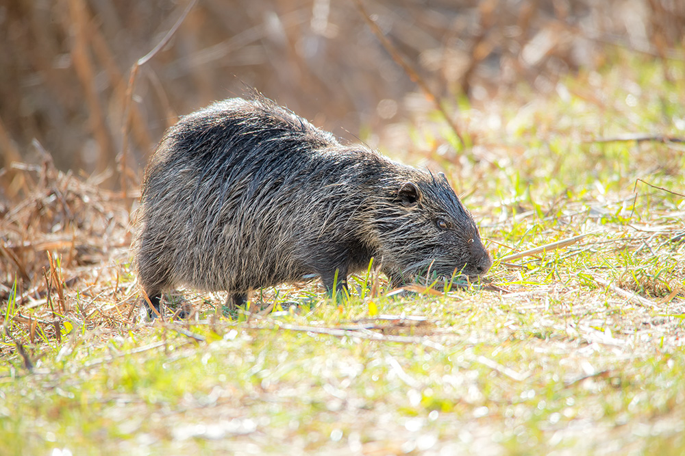 Biberratte bei der Futtersuche