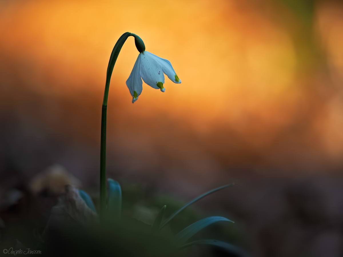 Märzenbecher im Abendlicht