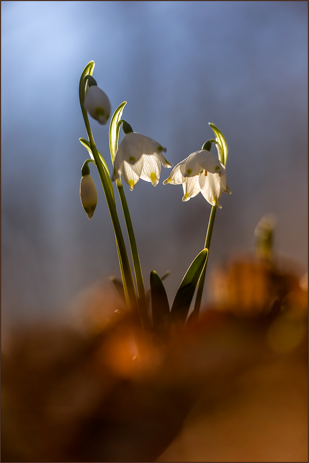 Im Sonnenlicht