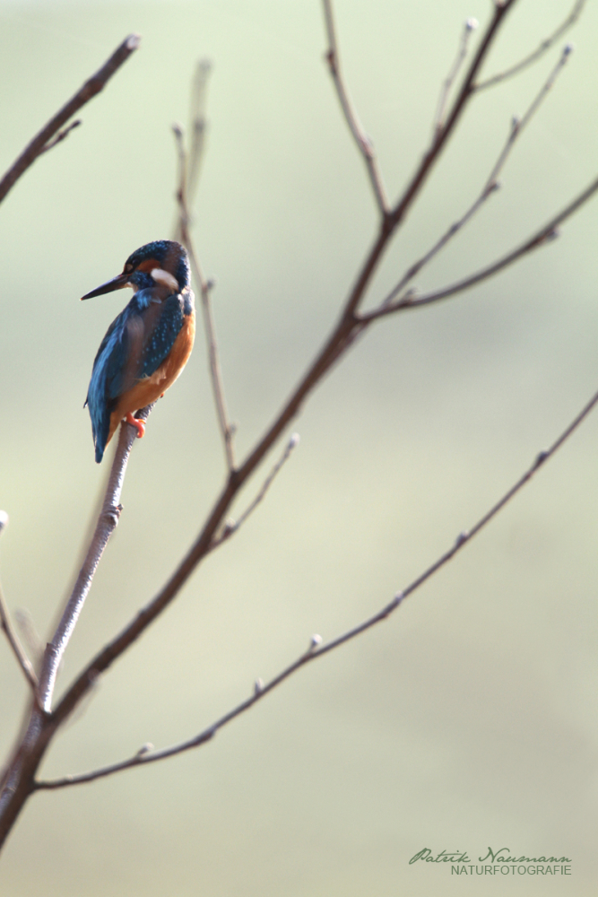 Eisvogel am Ansitz