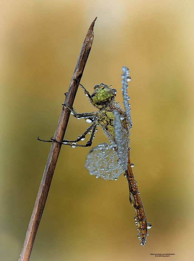 Meine Mitbewohnerin (Forum für Naturfotografen) Meine Mitbewohnerin (Forum für Naturfotografen)